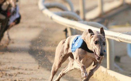 Improve User Experience with a Live Greyhound Racing API