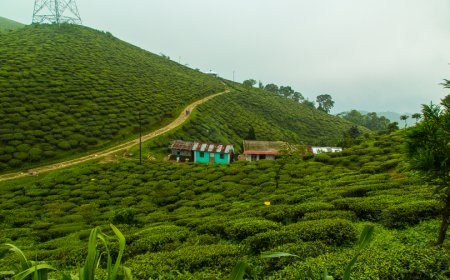 Discover Darjeeling: The Queen of Hills Awaits