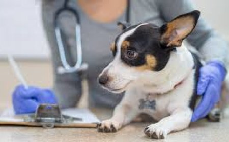How to Handle Pet Trauma Before Reaching Emergency Care