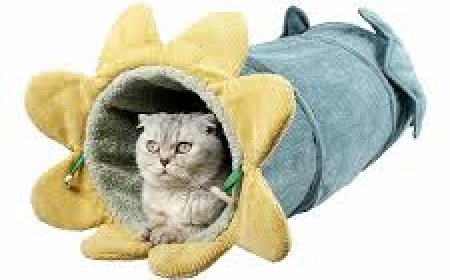 Stylish & Personalized Pet Apparel: The Ultimate Guide to Dressing Up Your Furry Friend