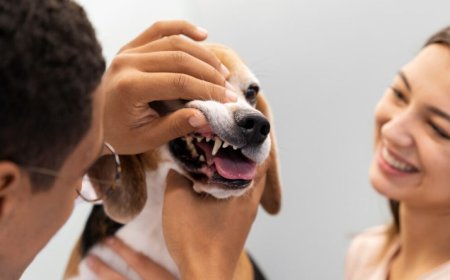 The Benefits of Routine Dental Care for Your Pet