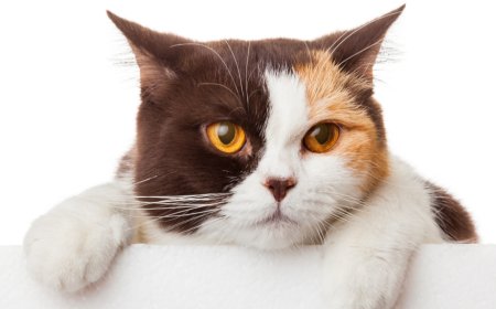 Why Choosing the Right Grooming Station Matters for Your Pet in San Diego