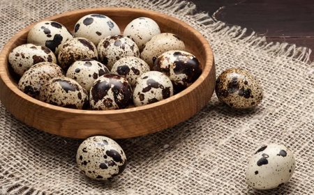 Pourquoi Caille Jumbo est le premier choix des aviculteurs intelligents