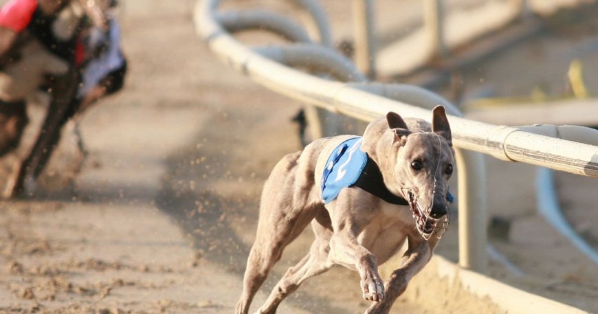 Improve User Experience with a Live Greyhound Racing API