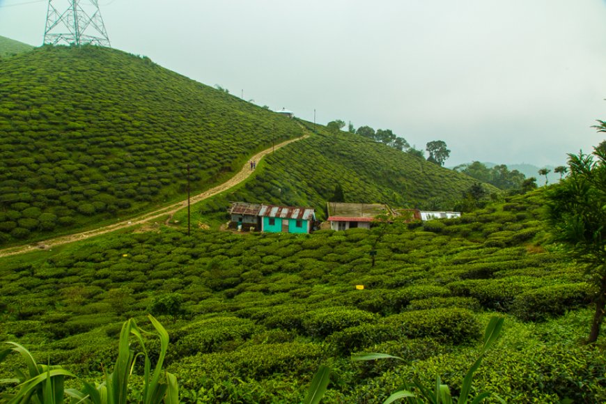 Discover Darjeeling: The Queen of Hills Awaits