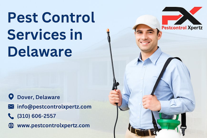 The Cost of Spider Pest Control in Dover: What Homeowners Should Expect