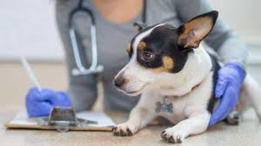 How to Handle Pet Trauma Before Reaching Emergency Care