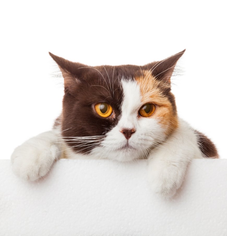Why Choosing the Right Grooming Station Matters for Your Pet in San Diego