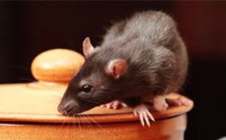 Vanquish Pest Control: Defending Homes and Businesses with Precision and Care