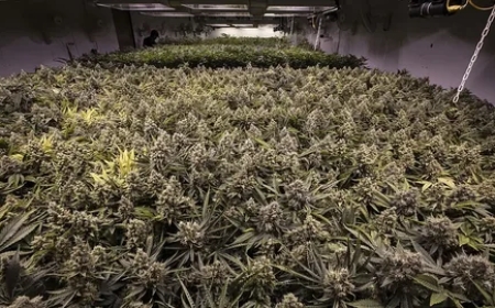 Choosing the Best Trellis for Cannabis: A Grower’s Guide to Healthier Plants and Bigger Yields