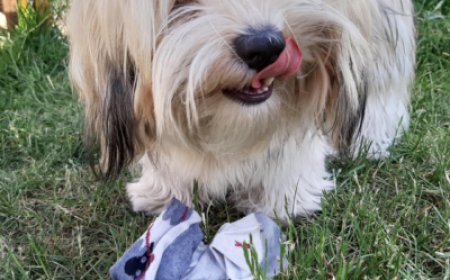 Fully Trained Dogs for Sale Your Ideal Companion Awaits