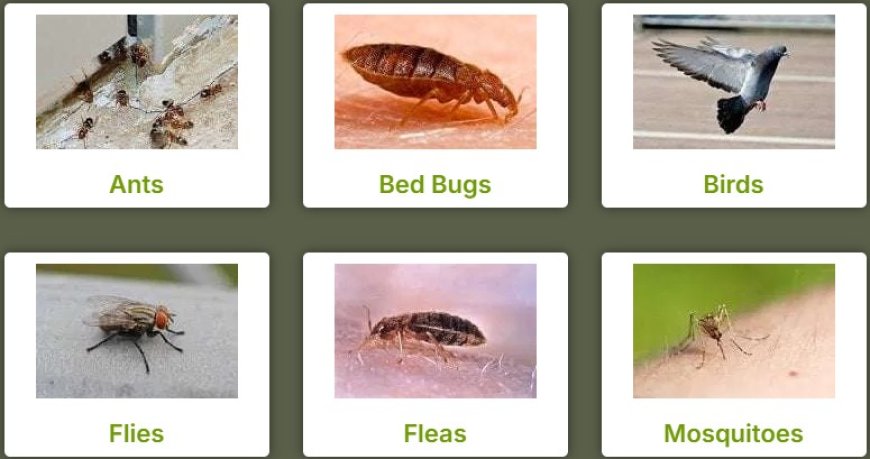 Pest Control Baldivis: Keeping Homes Pest-Free with Precision