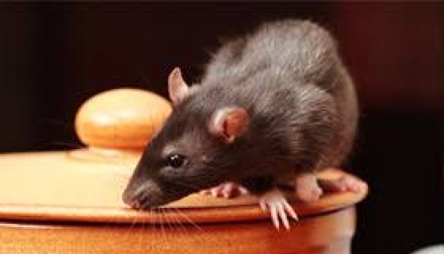 Vanquish Pest Control: Defending Homes and Businesses with Precision and Care
